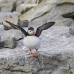 puffin_atlantic_msi_v_2061_can1178.jpg